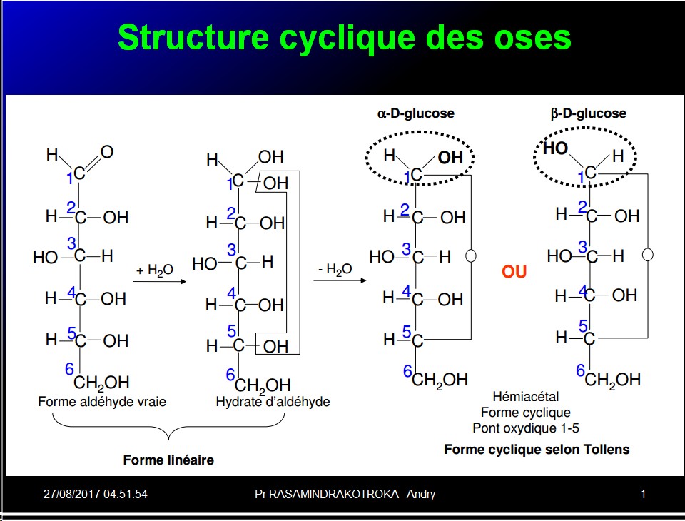 Biomolécules glucidiques 21