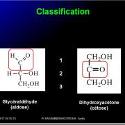 Biomolécules glucidiques 3