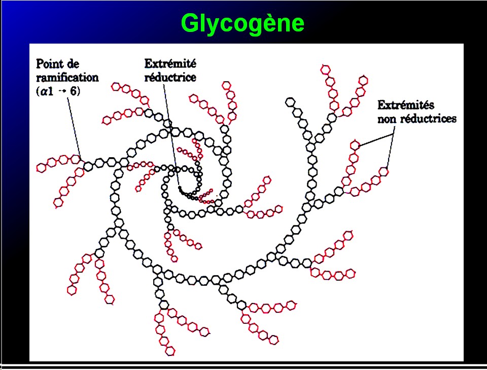 Biomolécules glucidiques 43