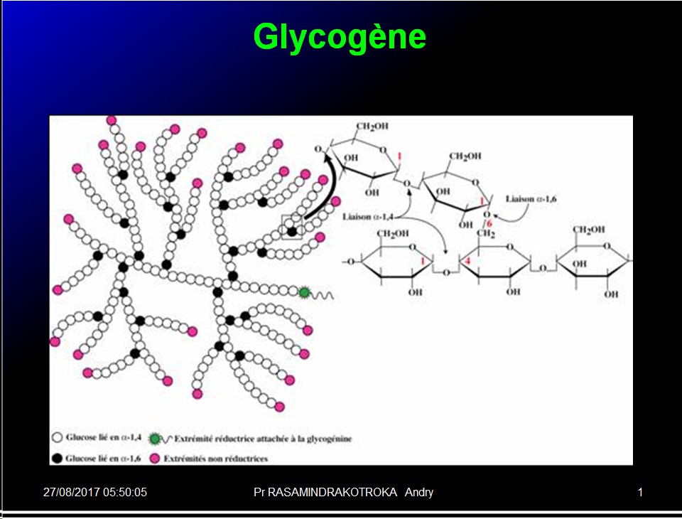 Biomolécules glucidiques 44