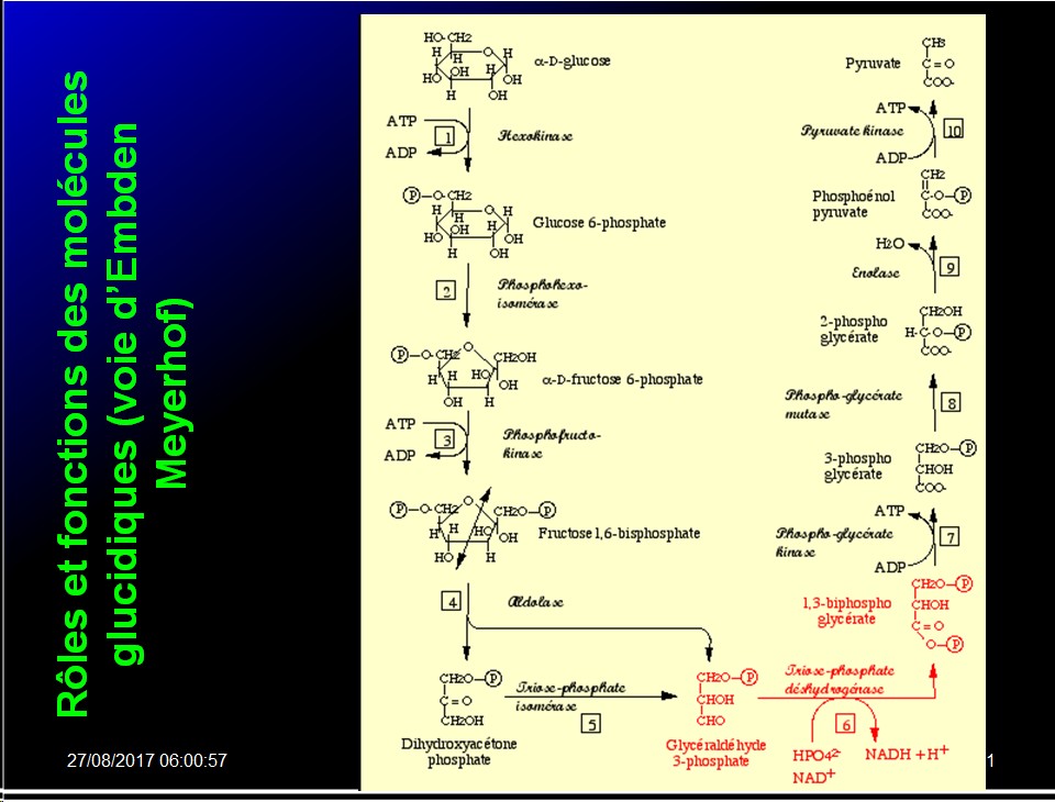 Biomolécules glucidiques 58