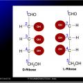 Biomolécules glucidiques 6