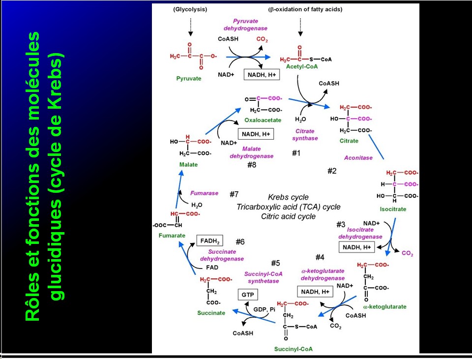 Biomolécules glucidiques 60