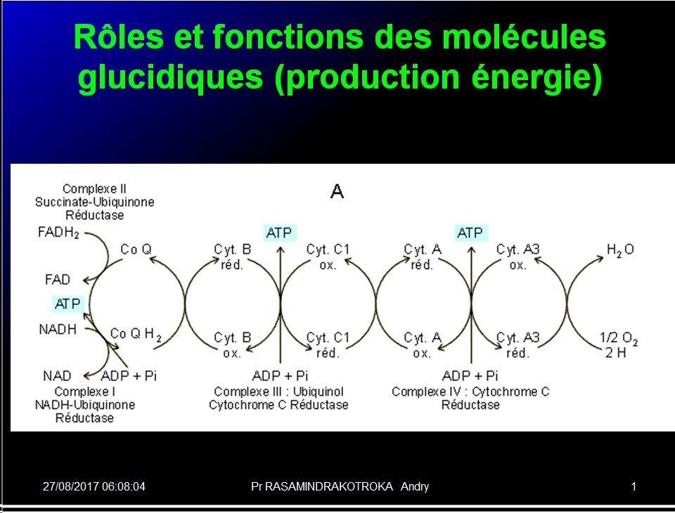 Biomolécules glucidiques 63