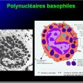 Cellules de l'immunité 11