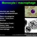 Cellules de l'immunité 14
