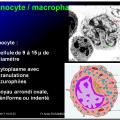 Cellules de l'immunité 15