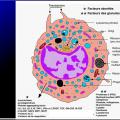 Cellules de l'immunité 19
