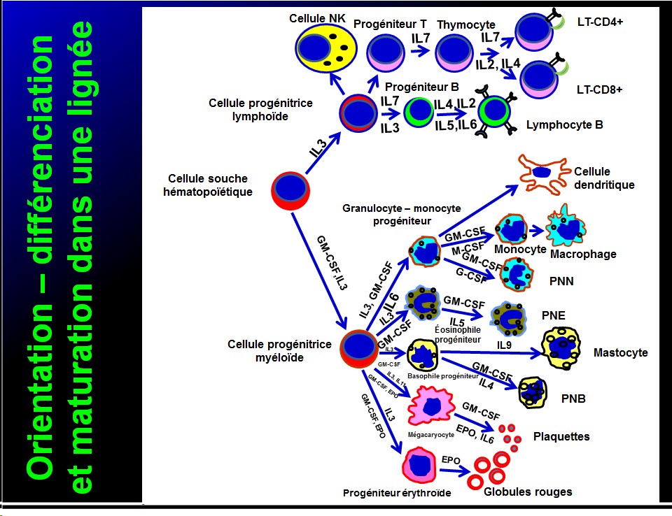 Cellules de l'immunité 2