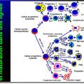 Cellules de l'immunité 2