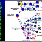Cellules de l'immunité 2