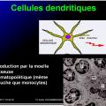 Cellules de l'immunité 20