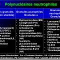 Cellules de l'immunité 4