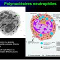 Cellules de l'immunité 5