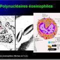 Cellules de l'immunité 9