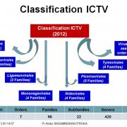 Classification et taxonomie des virus 3