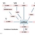 Classification et taxonomie des virus 4