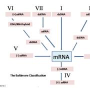 Classification et taxonomie des virus 4