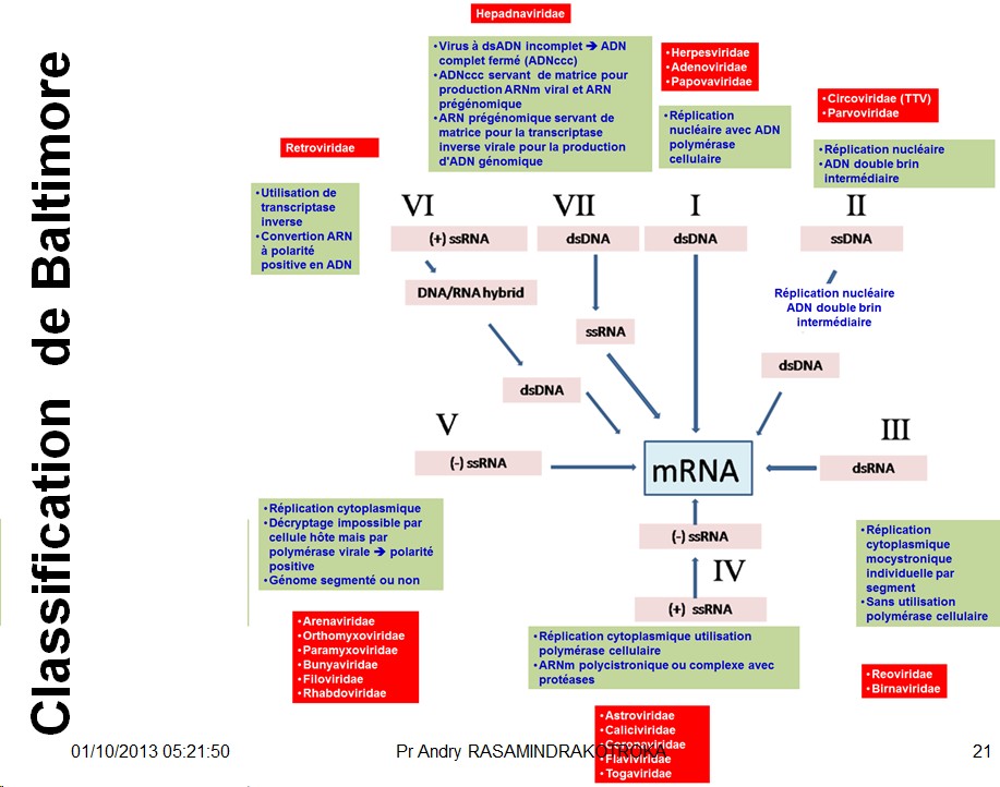 Classification et taxonomie des virus 5