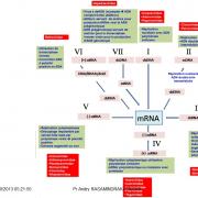 Classification et taxonomie des virus 5