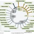 Classification et taxonomie des virus 6