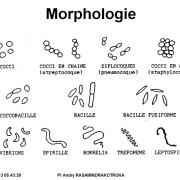 Classification - taxonomie des bactéries 1