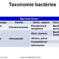 Classification - taxonomie des bactéries 11