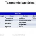 Classification - taxonomie des bactéries 12