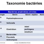 Classification - taxonomie des bactéries 16