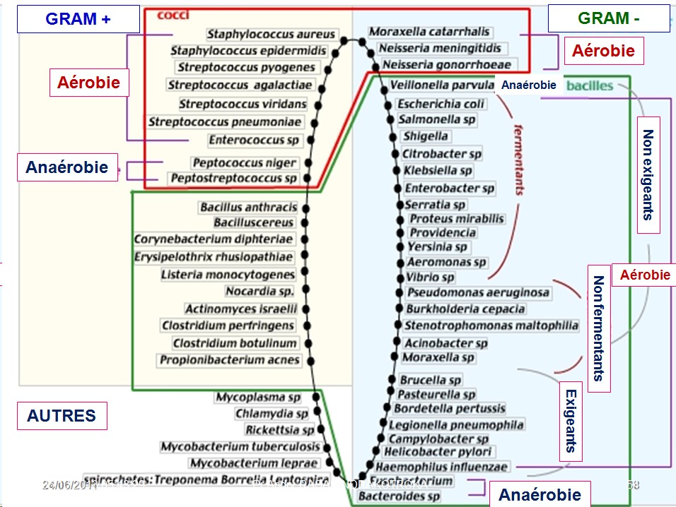 Classification - taxonomie des bactéries 17