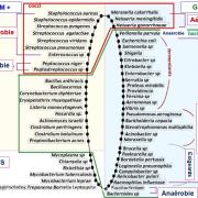 Classification - taxonomie des bactéries 17