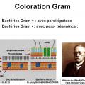 Classification - taxonomie des bactéries 2