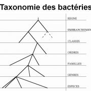 Classification - taxonomie des bactéries 4
