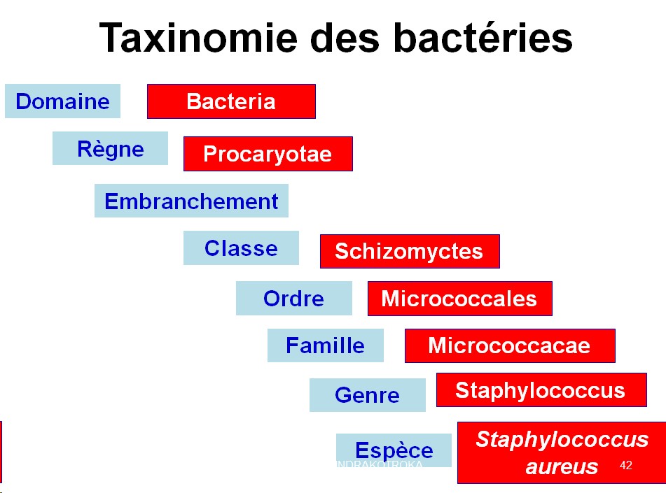 Classification - taxonomie des bactéries 5