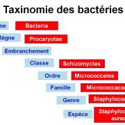 Classification - taxonomie des bactéries 5