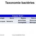 Classification - taxonomie des bactéries 7