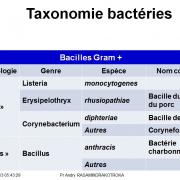 Classification - taxonomie des bactéries 8