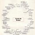 Cycle de Krebs