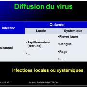 Evolution des virus dans l'organisme 13
