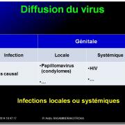 Evolution des virus dans l'organisme 14