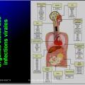 Evolution des virus dans l'organisme 15