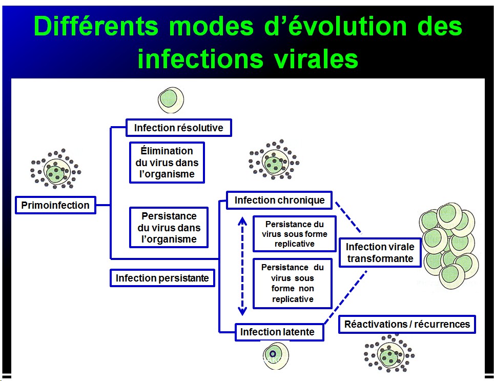Evolution des virus dans l'organisme 16