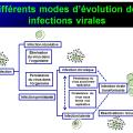 Evolution des virus dans l'organisme 16