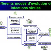 Evolution des virus dans l'organisme 16