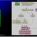 Evolution des virus dans l'organisme 2