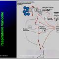 Evolution des virus dans l'organisme 5