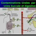 Evolution des virus dans l'organisme 7