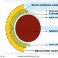 Famille des Streptococcacea et infections correspondantes 1