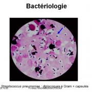 Famille des Streptococcacea et infections correspondantes 2