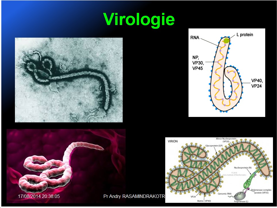 Filoviridae - virus Ebola 3